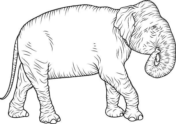 Vector illustration of Indian Elephant Vintage Black and White Line Art