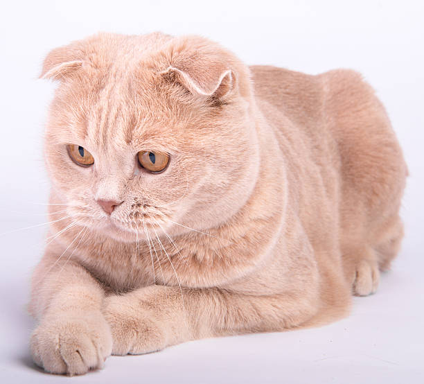 gato scottish fold deitado patas cruzados - animal young animal scottish culture folded - fotografias e filmes do acervo