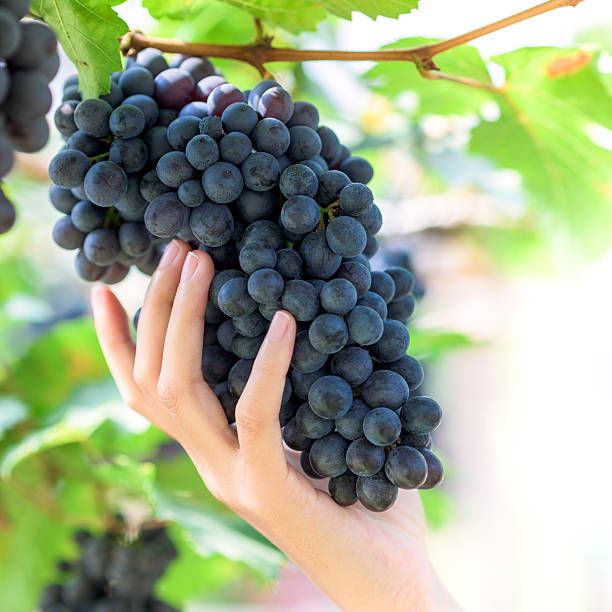 istock Bunch of Red Grapes 472394356