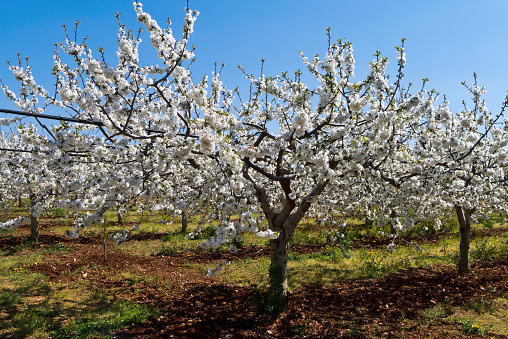 White flowering of cherry trees in sunny afternoon.