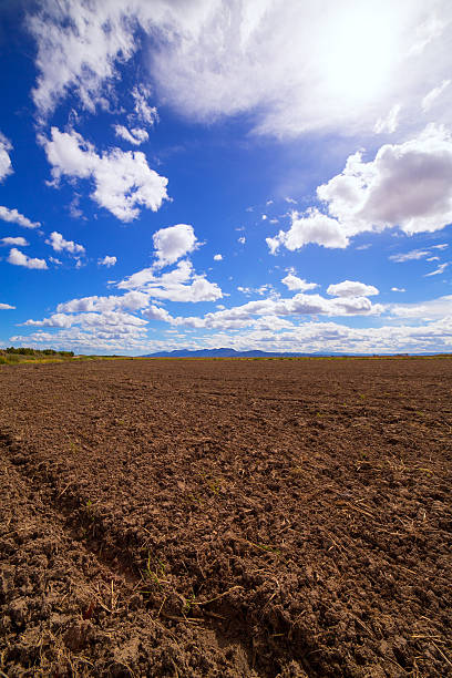 istock Cereal rice fields in fallow after harvest at Mediterranean 472398116