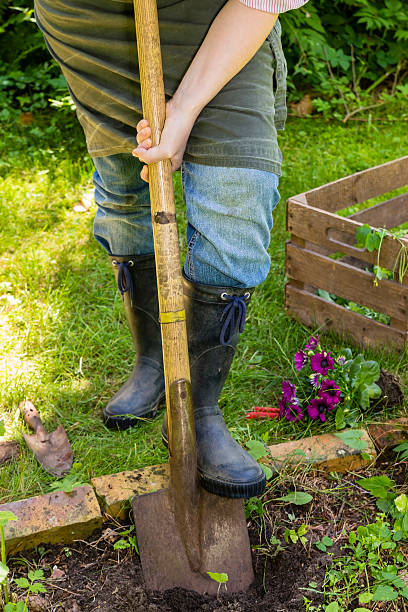 istock Woman with spade in a garden 472398462