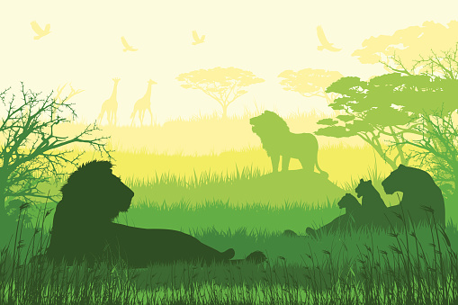 Lions pride. African wildlife and inhabitants of the jungle.  The Size of illustration is 200x300 mm or 2 to 3 proportionally. Eps 10. Horizontal orientation.