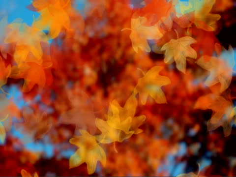 Falling Leaves with Blue Background