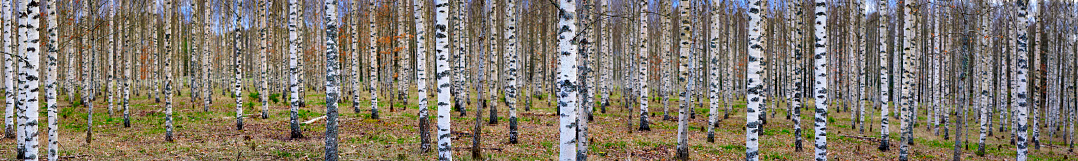 Panoramic view of bare trees in scandinavian birch forest in early spring