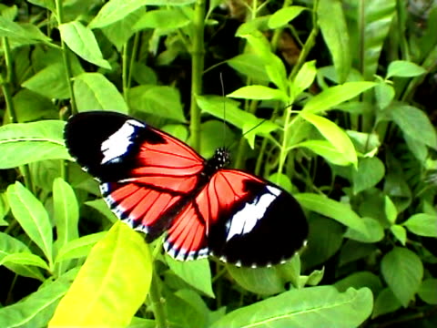 Butterfly (Heliconius erato)