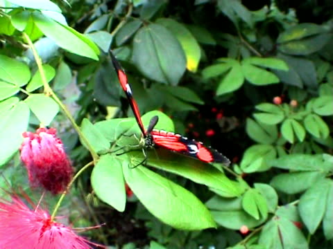 Butterfly eating (Heliconius erato)