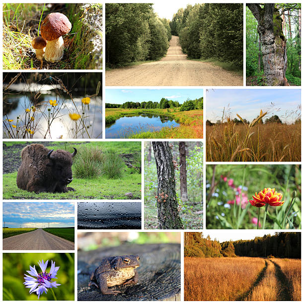 istock Collage of nature photos 472404416