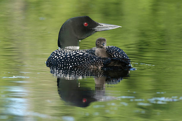 istock Common Loon Chick Riding on Parent's Back 472404860