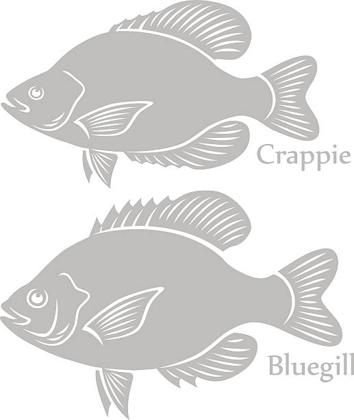 bluegill - predatory fish stock illustrations