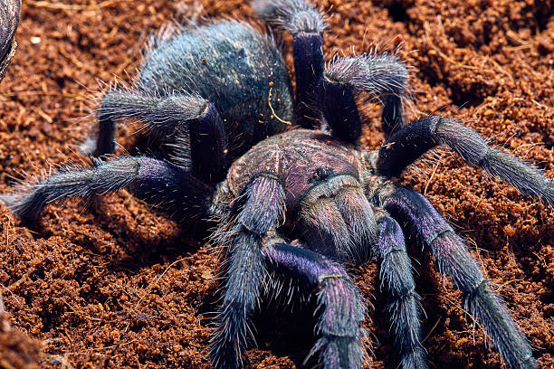 istock tarantula Phormictopus sp purple 472405410