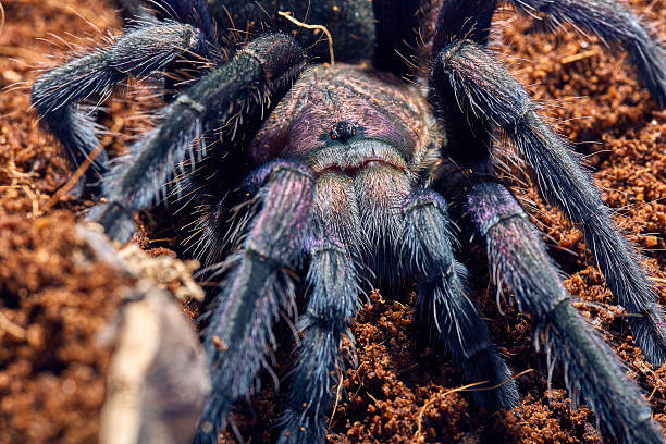 istock tarantula Phormictopus sp purple 472405412