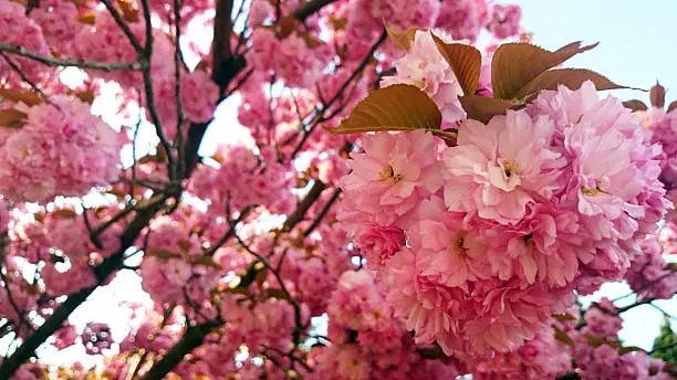 Photo of Japanese cherries blooming