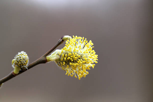 istock yellow willow buds in the park 472407764