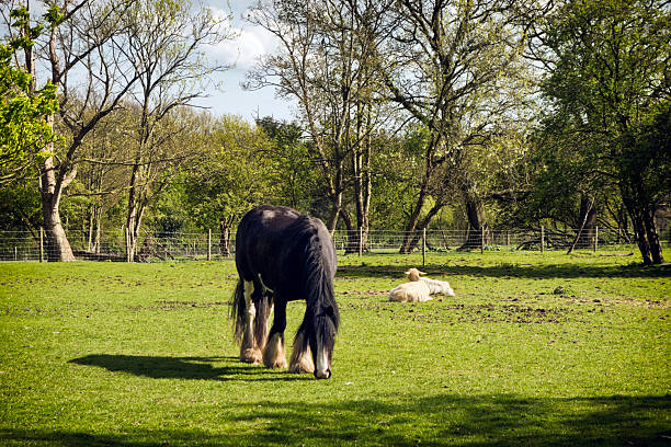 Grazing cart horse with goats