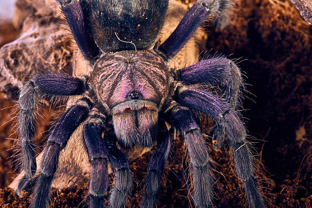istock tarantula Phormictopus sp purple 472408642