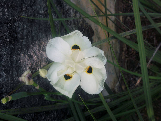 istock White flower with black and yellow center 472408974