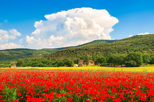 Beautiful landscape with field of red poppy flowers and traditional farm house in Monteriggioni, Tuscany, Italy.