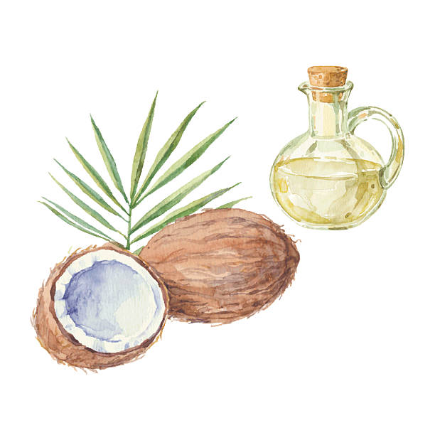 ilustrações, clipart, desenhos animados e ícones de coco e uma garrafa de azeite de desenho aquarela. - tempera painting paint art bottle