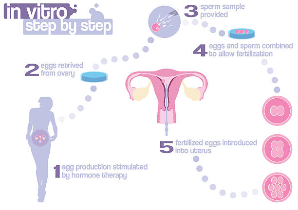 regime de fertilização in vitro - artificial insemination imagens e fotografias de stock