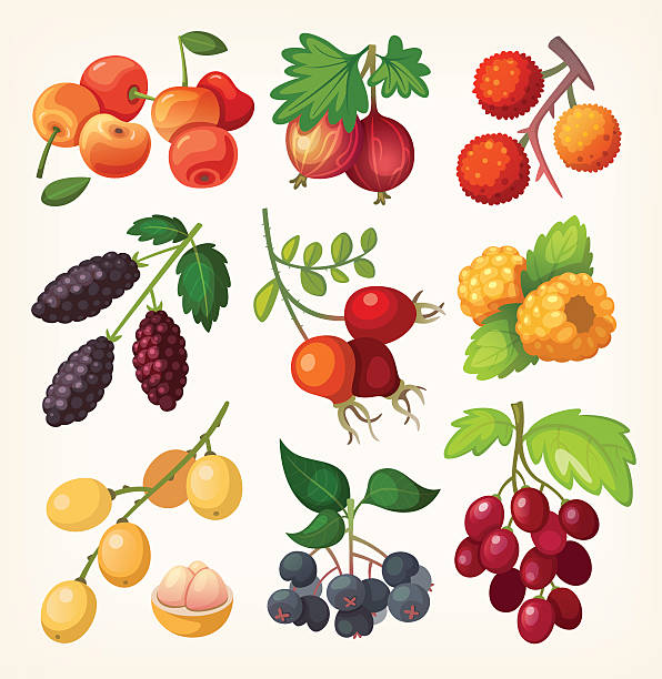 ilustraciones, imágenes clip art, dibujos animados e iconos de stock de jugoso colorido berry iconos. - gooseberry fruit bush green