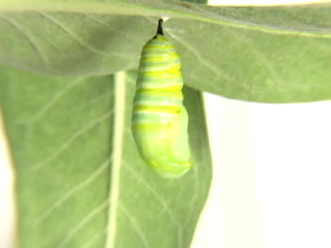 Monarch Caterpillar cocooning