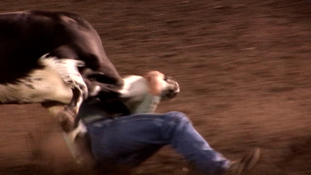 Cowboy wrestles steer