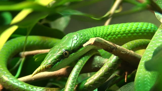 Vietnamese Longnose snake