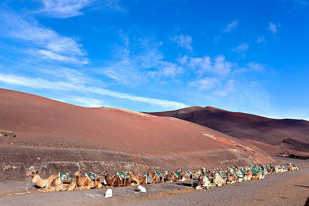 istock camels in the national park 472452993