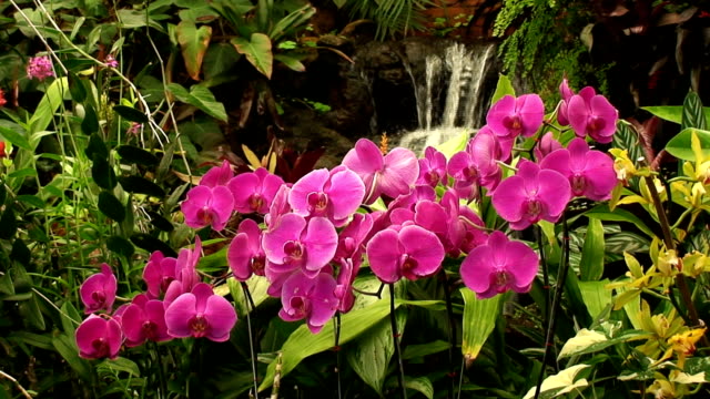 Waterfall and Orchids