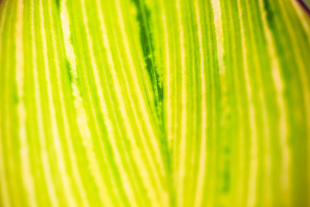 istock Close up of the striped yellow-light-green leaf 472463100