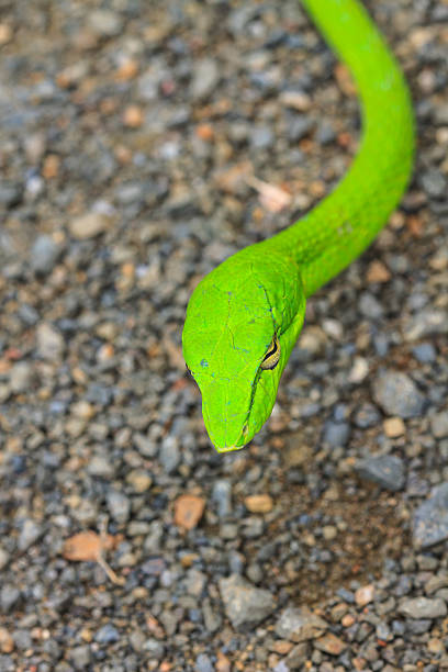 istock Oriental Whipsnake or Asian Vine Snake 472463628