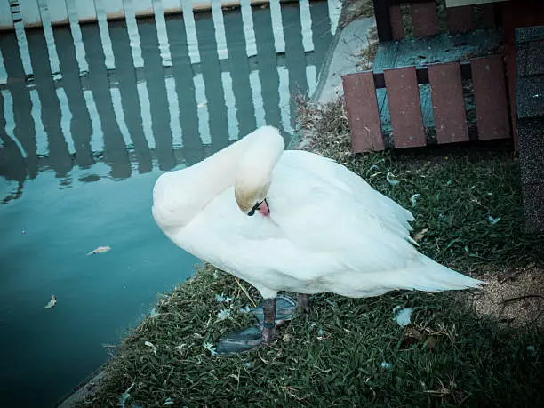 Swan cleaning its Plumage in retro style