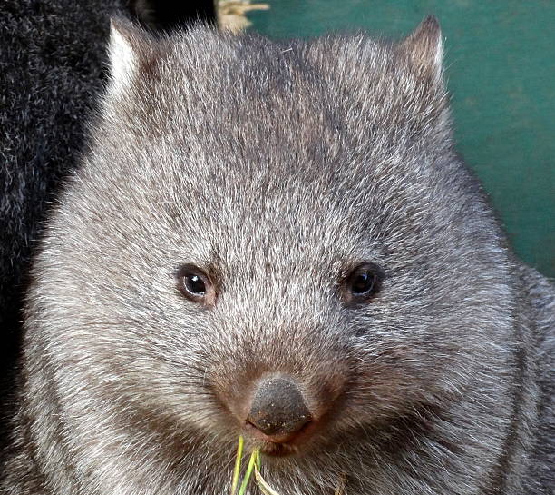 wombat augen - wombat stock-fotos und bilder