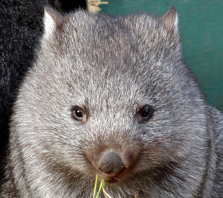 Adult Wombat At A Wildlife Sanctuary.
