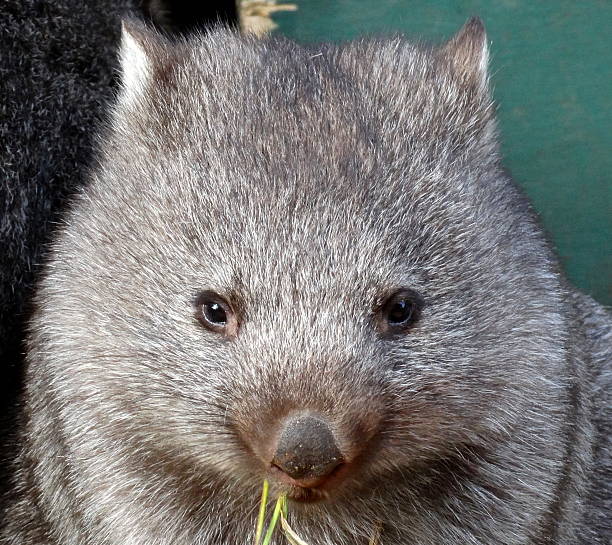 Wombat Eyes Adult Wombat At A Wildlife Sanctuary. wombat stock pictures, royalty-free photos & images