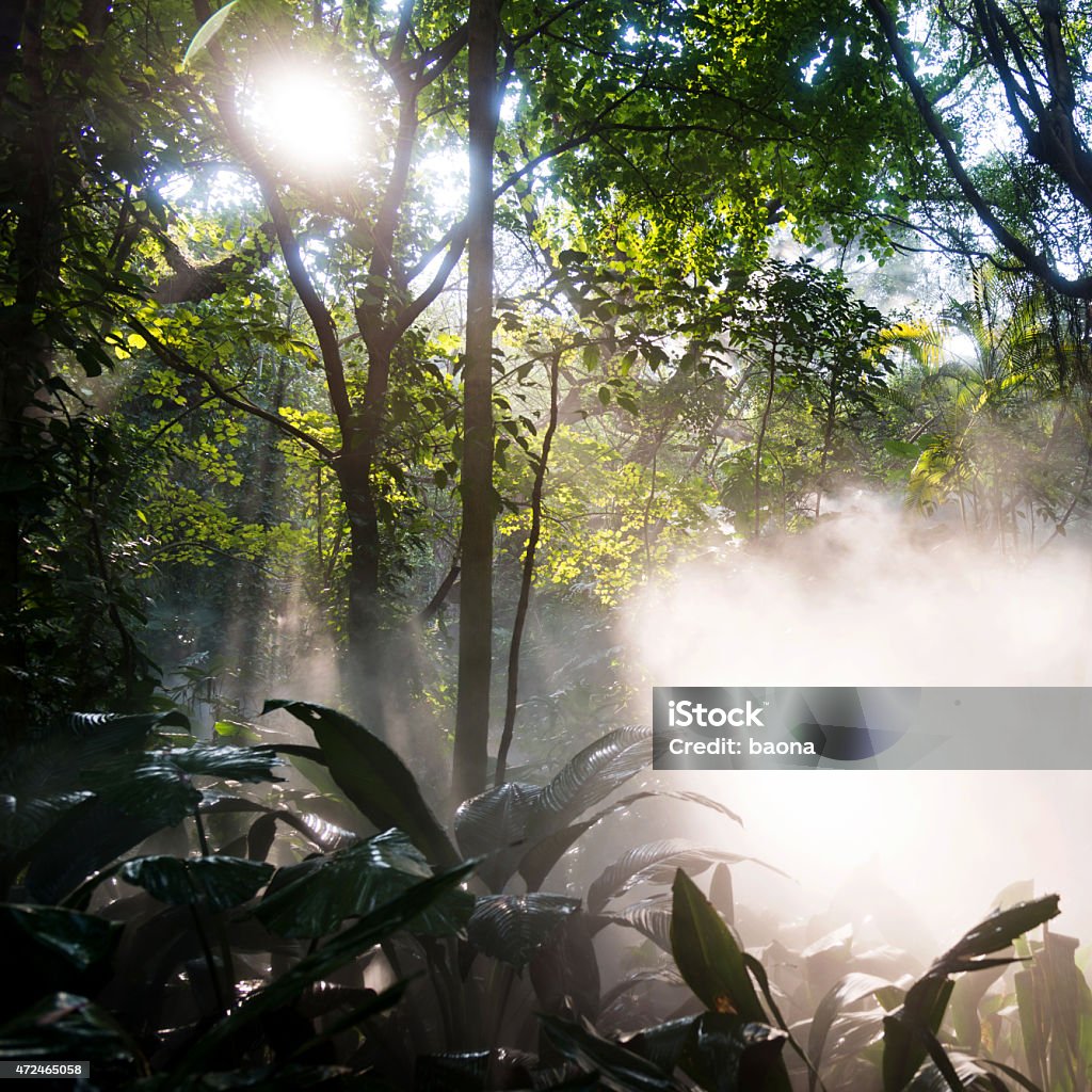 Tropical rainforest in sunlight Tropical rainforest in the sunlight. 2015 Stock Photo
