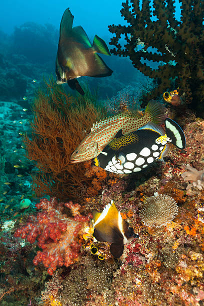 Meeting of Four Beautiful Fish Species, Raja Ampat, Indonesia Meeting of Four Fish Species: longfin spadefish stock pictures, royalty-free photos & images