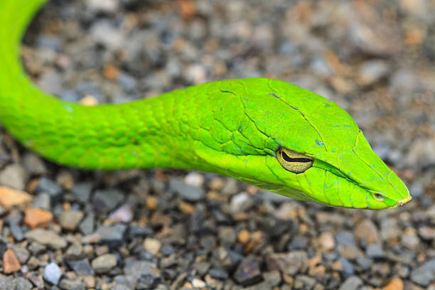 istock Oriental Whipsnake or Asian Vine Snake 472465490