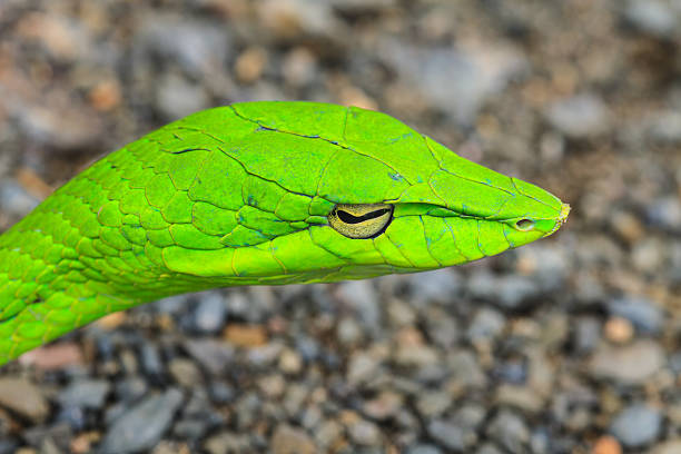 istock Oriental Whipsnake or Asian Vine Snake 472465528
