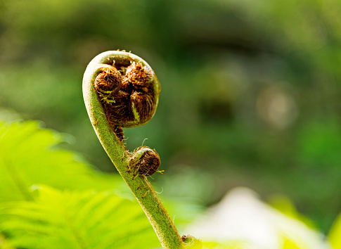 Close up of spiral fern bud in tropical rainforest.