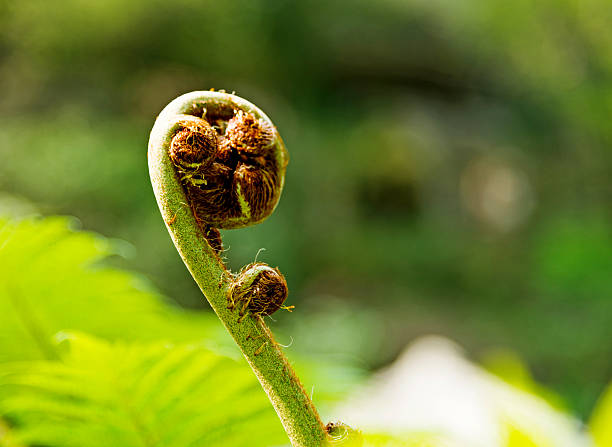 spiral fern bud Close up of spiral fern bud in tropical rainforest. koru pattern stock pictures, royalty-free photos & images