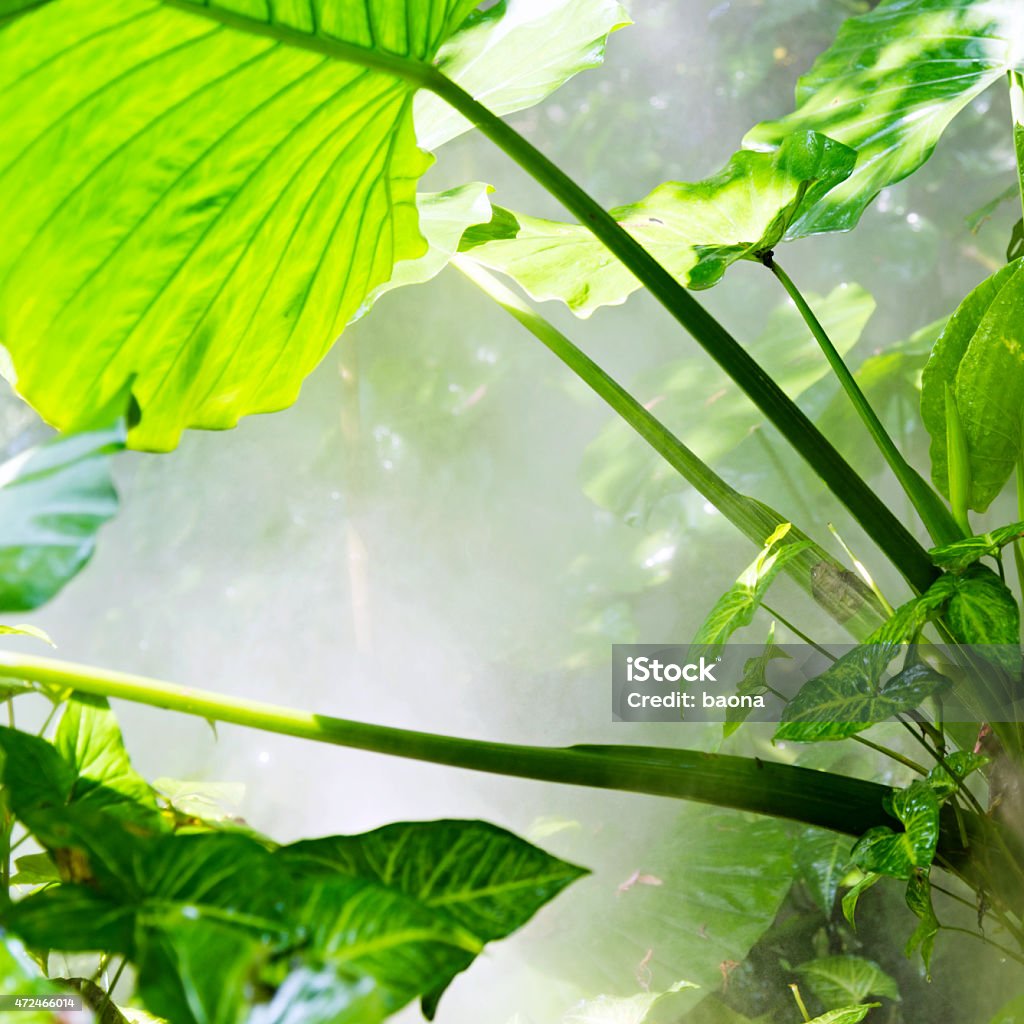 Large green leaf Large green leaf in tropical rainforest. 2015 Stock Photo