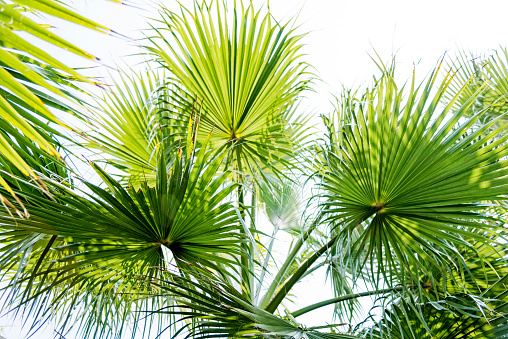 Leaves Background. Green Leaves Pattern Background, Nature Leaf Texture , tropical leaf