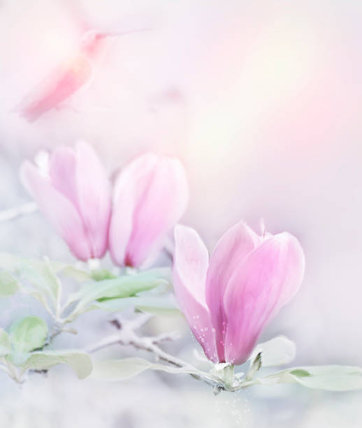 istock Magnolia Flowers Watercolor 472466672