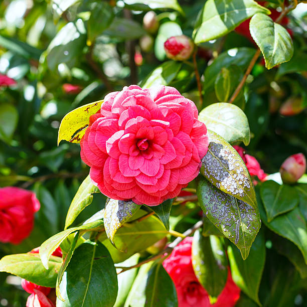 red bloom przygotowane camelia bush w wiosenny poranek - camellia day nobody single flower zdjęcia i obrazy z banku zdjęć