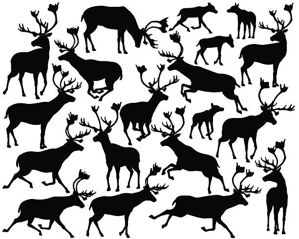 Reindeer or caribou silhouettes vector art illustration