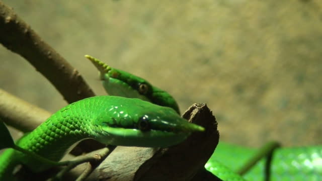 Two Vietnamese Longnose snakes