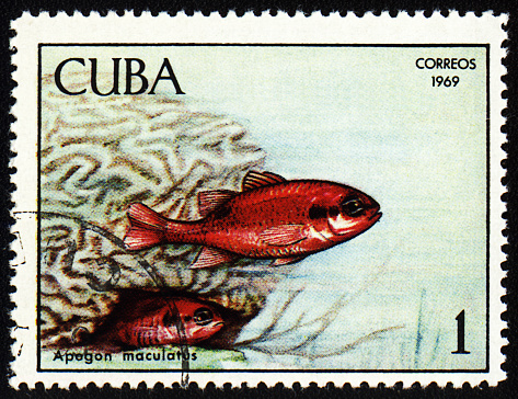 Kutum fish (Rutilus frisii kutum) stamp from Azerbaijan