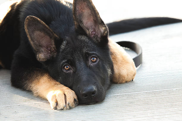 deutscher schäferhund welpe hund liegen ein trauriger - dog puppy lying down looking at camera stock-fotos und bilder